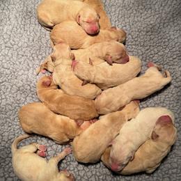Labrador Retriever puppies from FR Labs