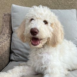 Nougat - Labradoodle puppy from The Dood Ranch