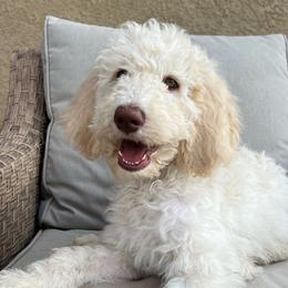 Nougat - Labradoodle puppy from The Dood Ranch