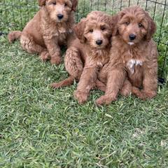 Whoodle All Grown Up from Perri’s Whoodles