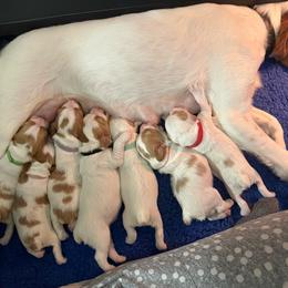 Girl 2 - White and orange female Brittany puppy in Northbrook, Illinois from Endellion Brittany’s