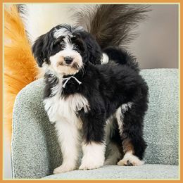 Bee - Phantom female Bernedoodle puppy in Connersville, Indiana from Deaz Doodle Ranch
