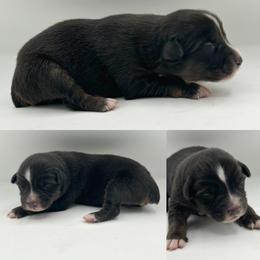 Black tri male 4 - Black tri male Miniature Australian Shepherd puppy in Brooker, Florida from Honey, I Shrunk the Aussies