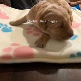 Golden Retriever Puppies from Golden Kiss Retrievers