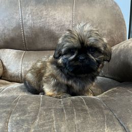 AKC Rebel - Red and tan male Shih Tzu puppy in Greenville, South Carolina from Babyface Shih Tzu