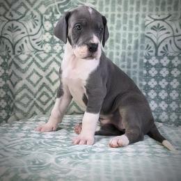 Great Dane Puppies from North Cedar Danes