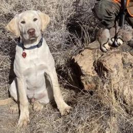 Labrador Retriever Puppies from Knotty Creek Labradors