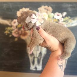Fettacini - Silver female Great Dane puppy in Lehigh Acres, Florida from Florida Wrinkles