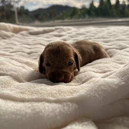 Clara - Dapple female Dachshund puppy in San Diego, California from Enchantables
