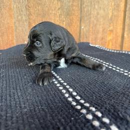 Surf - Black tri-color male Aussiedoodle puppy in Eastland, Texas from H5 Mini Doodles