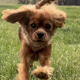 Cavalier King Charles Spaniels from StackBright Cavaliers
