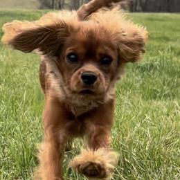 Cavalier King Charles Spaniels from StackBright Cavaliers