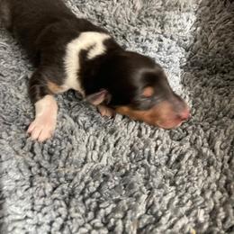 Carla - Black white and tan female Collie puppy in Yulee, Florida from Three Collie Farm