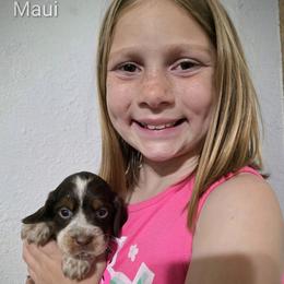 Aloha - Tri-Roan female English Springer Spaniel puppy in Florida from Thunderbird Springers