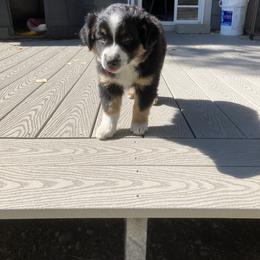 Miniature Australian Shepherd Puppies from L/N’s Bunkhouse