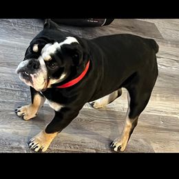 Atlas - Bulldog
