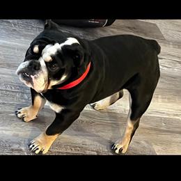 Atlas - Bulldog