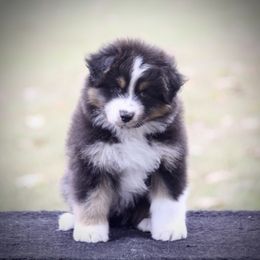 Australian Shepherd puppies from Blackwater Australian Shepherds