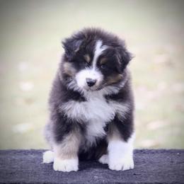 Australian Shepherd puppies from Blackwater Australian Shepherds