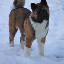 Akita Puppies from Gallant Akitas