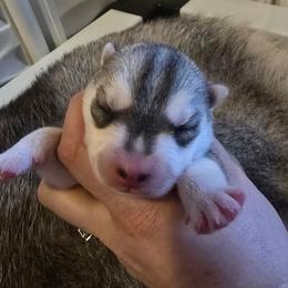 Clover - Gray and white female Siberian Husky puppy in Le Sueur, Minnesota from Tevana Siberians LLC