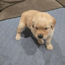 Purple Collar - Golden female Golden Retriever puppy in El Dorado Hills, California from Asperheim Golden Retriever Puppies