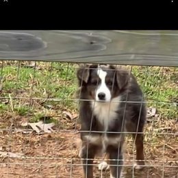 Darla - Toy Australian Shepherd