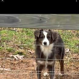Darla - Toy Australian Shepherd