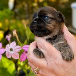Munchkins - Brindle female Cavatzu puppy in Saint Paul, Minnesota from Amy’s Puppy Tzu