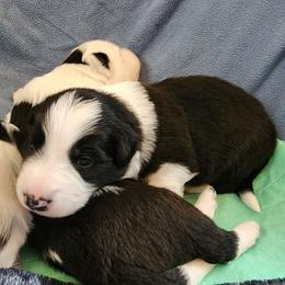 Spear - Black and white male Border Collie puppy in Morgan, Texas from Shooting Star Ranch