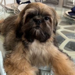 Girl3 - Shih Tzu puppy in Kissimmee, Florida from Bebe AKC Puppies