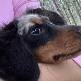 Dachshunds and Sheepadoodles from Doris’ Darlin Doxies & Doodles