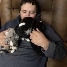 Belle - Black tri female Miniature Australian Shepherd puppy in Hopkins, Missouri from Mowry Creek Mini Aussiedoodles and More