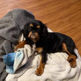 Alice - Black and tan female English Toy Spaniel puppy in Pennsylvania from Enchanting Charlies
