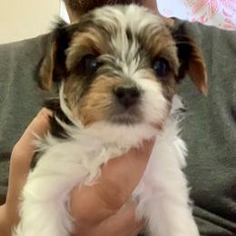 Girl 2 - Charting to be about 5lbs - Black tan and white female Biewer Terrier puppy in Litchfield Park, Arizona from Phoenix Golden Retriever & Biewer Terriers