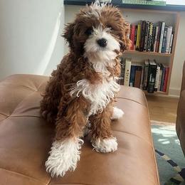 Star - Red female Cavapoo puppy in Vancouver, Washington from Pnwfamilydoodles