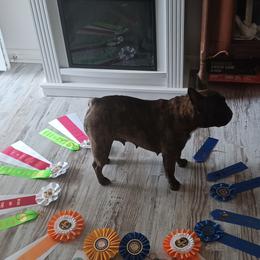 BEJOU - French Bulldog