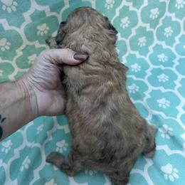 AKC Doc - Brown male Poodle puppy in Athens, Tennessee from Paws & Kisses