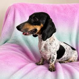 Sally O’Mally - Dachshund