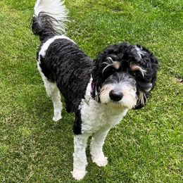 Callie - Springerdoodle