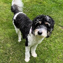 Callie - Springerdoodle