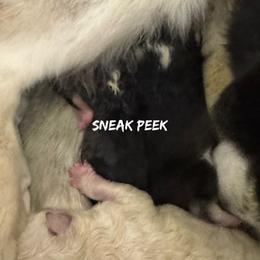 Girl 2 - Black and white female Pomsky puppy in Krum, Texas from Paw-Some Pomskies