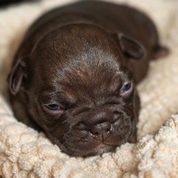 Jeni - Liver female French Bulldog puppy in Tulsa, Oklahoma from Hart's Chihuahuas