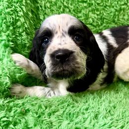 Shishito - Black and white female English Springer Spaniel puppy in Madison, Indiana from McCollough's Pawsome Spaniels and Danny's Delightful Dachshunds