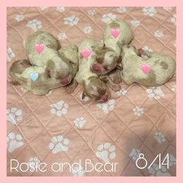 Boy 1 - Blenheim male Cavachon puppy in Smoot, Wyoming from Designer Mountain Mutts