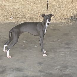 ANNA - Italian Greyhound