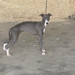 ANNA - Italian Greyhound