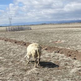 German Shepherd All Grown Up from Brisingamen Shepherds