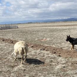 German Shepherd All Grown Up from Brisingamen Shepherds