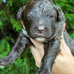 Boy 2 - male Portuguese Water Dog puppy in Asheville, North Carolina from Top Notch Portuguese Water Dogs